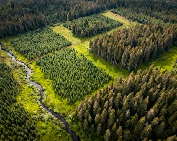 Sustainably managed Weyerhaeuser timberland showing diverse forest age classes