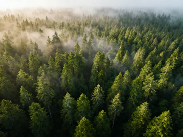 Weyerhaeuser sustainably managed forest